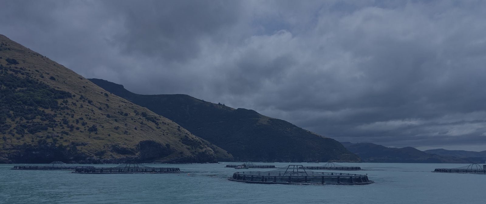 Quipasur potencia su división de salmonicultura con nueva oficina en Chiloé